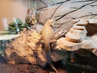Bearded Dragon Reptiles for sale in Usal Rd, California, USA. price: $500