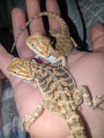 Bearded Dragon Reptiles for sale in Xenia, OH 45385, USA. price: $75
