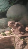 Bearded Dragon Reptiles for sale in Mission Viejo, CA, USA. price: $50