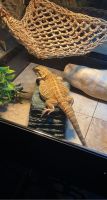 Bearded Dragon Reptiles for sale in Pittsburgh, PA, USA. price: $200