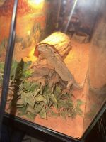 Bearded Dragon Reptiles for sale in New York, NY, USA. price: $150