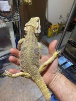 Bearded Dragon Reptiles for sale in Dutchess County, NY, USA. price: $100
