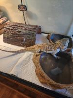 Bearded Dragon Reptiles for sale in St Peters, MO, USA. price: NA