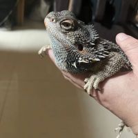 Bearded Dragon Reptiles for sale in Denver, CO, USA. price: $1,500