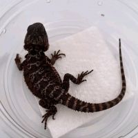 Bearded Dragon Reptiles for sale in Denver, CO, USA. price: $1,000