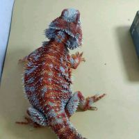 Bearded Dragon Reptiles for sale in Denver, CO, USA. price: $2,000