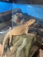 Bearded Dragon Reptiles for sale in Greeley, CO, USA. price: $100