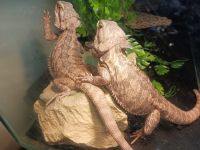 Bearded Dragon Reptiles for sale in Springfield, Tennessee. price: $700