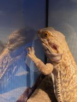 Bearded Dragon Reptiles for sale in Pinellas Park, Florida. price: $150