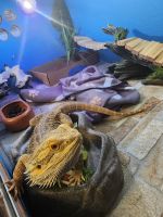 Bearded Dragon Reptiles for sale in Louisville, Kentucky. price: $100
