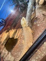 Bearded Dragon Reptiles for sale in Bronx, New York. price: $500