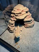 Bearded Dragon Reptiles for sale in Glendale, New York. price: $350