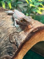 Bearded Dragon Reptiles for sale in Elkhart, Indiana. price: $100