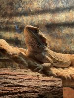 Bearded Dragon Reptiles for sale in Duluth, Minnesota. price: $500