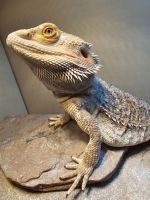 Bearded Dragon Reptiles for sale in Baltimore, Maryland. price: $150