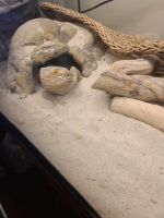 Bearded Dragon Reptiles for sale in Burlington, Vermont. price: $450