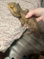 Bearded Dragon Reptiles for sale in Columbia Heights, Minnesota. price: $280