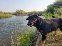Beauceron Puppies for sale in Hildale, UT, USA. price: NA