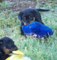 Beauceron Puppies for sale in Georgetown, GA, USA. price: NA