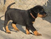 Beauceron Puppies for sale in Indianapolis, IN, USA. price: NA