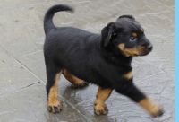Beauceron Puppies for sale in Putnam Valley, NY 10579, USA. price: NA
