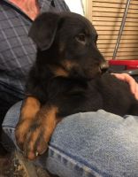 Beauceron Puppies for sale in Houston, TX, USA. price: NA