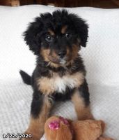 Beauceron Puppies for sale in Columbus, OH, USA. price: NA