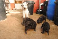 Bedlington Terrier Puppies Photos