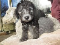Bedlington Terrier Puppies Photos