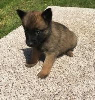 Belgian Griffon Puppies for sale in Bel Air, Los Angeles, CA, USA. price: NA