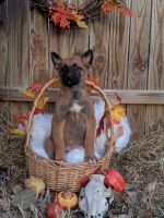 Belgian Griffon Puppies for sale in Wynnewood, OK 73098, USA. price: NA