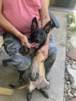 Belgian Shepherd Puppies for sale in Fort Worth, TX, USA. price: NA