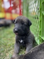 Belgian Shepherd Puppies for sale in Fillmore, UT 84631, USA. price: NA