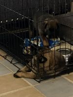 Belgian Shepherd Puppies for sale in El Paso, TX 79932, USA. price: NA