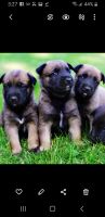 Belgian Shepherd Puppies for sale in South El Monte, CA 91733, USA. price: NA