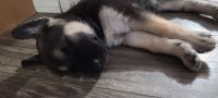 Belgian Shepherd Puppies for sale in Long Beach, CA 90808, USA. price: NA