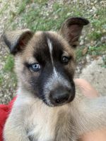 Belgian Shepherd Puppies for sale in Mansfield, OH, USA. price: NA