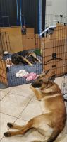 Belgian Shepherd Puppies for sale in Lake Worth, FL 33463, USA. price: NA