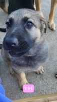 Belgian Shepherd Puppies for sale in Alvin, TX 77511, USA. price: NA