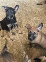 Belgian Shepherd Puppies for sale in Jurupa Valley, CA, USA. price: $200