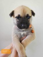 Belgian Shepherd Puppies for sale in Roseville, MI 48066, USA. price: $500