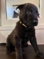 Belgian Shepherd Puppies for sale in Parker, CO 80134, USA. price: NA
