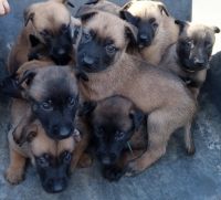Belgian Shepherd Puppies for sale in Acworth, NH, USA. price: NA