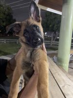 Belgian Shepherd Puppies for sale in Miami, Florida. price: $800