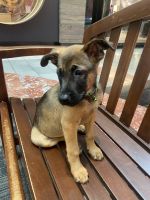 Belgian Shepherd Dog (Groenendael) Puppies for sale in NW 185th Ave, Hillsboro, OR, USA. price: NA