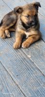 Belgian Shepherd Dog (Groenendael) Puppies for sale in Hartford, Connecticut. price: $500