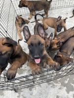 Belgian Shepherd Dog (Malinois) Puppies for sale in Orange County, CA, USA. price: NA