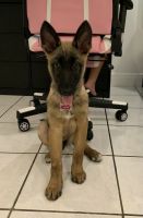Belgian Shepherd Dog (Malinois) Puppies for sale in Fort Lauderdale, FL, USA. price: NA