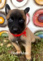 Belgian Shepherd Dog (Malinois) Puppies for sale in Oklahoma City, OK, USA. price: NA