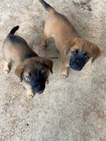 Belgian Shepherd Dog (Malinois) Puppies for sale in Boca Raton, FL, USA. price: NA